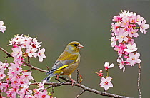 Greenfinch male perched amongst spring blossom {Carduelis chloris} Wiltshire, UK