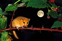 Dormouse on bramble {Muscardinus avellanarius} at night with full moon -  Composite image
