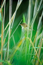Reed warbler in reeds {Acrocephalus scirpaceus} Buckinghamshire, UK