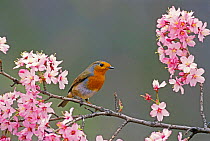 Robin perched amongst spring blossom {Erithacus rubecula} Wiltshire, UK