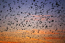Common starlings returning at dusk to roost {Sturnus vulgaris} Gloucestershire, UK