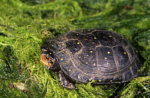 Spotted turtle (Clemmys guttata) in pond, USA, vulnerable species