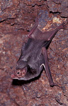 Common vampire bat {Desmodus rotundus} Sonora, Mexico