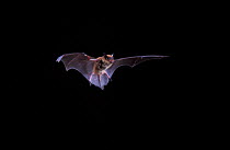 Big brown bat in flight {Eptesicus fuscus} Florida, USA