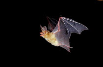 Big brown bat flying {Eptesicus fuscus} Florida, USA