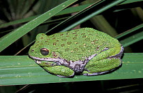 Barking treefrog, turns green on grass {Hyla gratiosa} Florida, USA