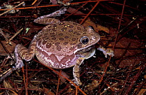 Barking tree frog, turns brown in pond {Hyla gratiosa} Florida, USA