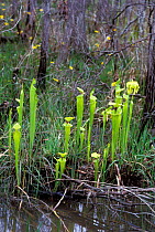 Yellow trumpet pitcher plant {Sarracenia alata} growing in swamp, USA