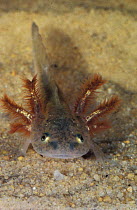 Tiger salamander larva {Ambystoma tigrinum}