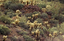 Teddybear cholla cactus {Cylindropuntia bigelovii} Arizona desert, USA