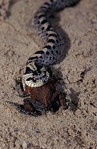 Southern hognose snake {Heterodon simus} eating toad {Bufo terrestris} US