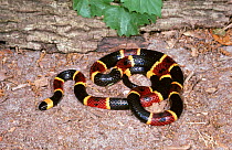 Eastern coral snake {Micrurus fulvius} Florida, USA