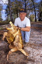 Research biologist holding Alligator snapping turtle (Macrochelys temminckii) Florida, USA, vulnerable species