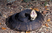 Florida cottonmouth snake shows white mouth in threat display {Agkistrodon piscivorus conanti}