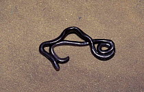 Brahminy blind snake {Ramphotyphlops braminus} Florida, USA introduced from