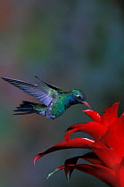 Broad billed hummingbird feeding {Cynanthus latirostris} Santa Rita mtns, Arizona, USA