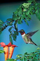 Ruby throated hummingbird flying {Archilochus colubris} Florida, USA