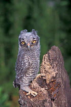 Eastern screech owl fledgling {Megascops asio} Florida, USA