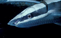 Close up of head and sucker of Remora {Echeneididae}
