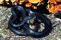 Southern black racer snake {Coluber constrictor priapus}