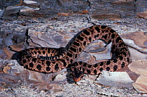 Carolina pygmy rattlesnake, red phase {Sistrurus miliarus miliarus} North Carolina, US