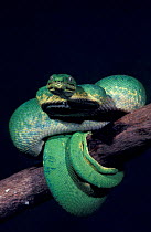 Green tree python {Chondopython viridis} captive occurs, New Guinea
