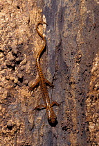 Cave salamander {Eurycea lucifuga} Georgia, US