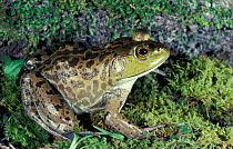 Bullfrog {Rana catesbeiana} Florida, USA