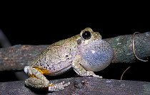Grey treefrog vocal sac inflated {Hyla versicolor} Florida, USA