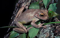 Cuban treefrog {Osteopilus septentrionalis}