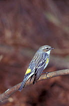 Yellow rumped warbler {Dendroica coronata} Florida, US