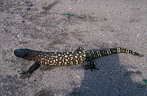 Mexican beaded lizard {Heloderma horridum} Sonora, Mexico