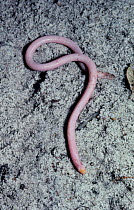 Florida worm lizard {Rhineura floridana} Florida, USA