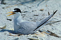 Least tern nesting on beach {Sternula antillarum} Florida, USA