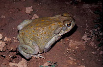 Sonoran desert toad {Bufo alvarius} Arizona, USA