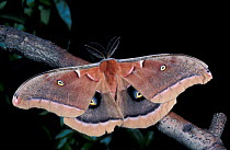 Polyphemus moth {Antheraea polyphemus} Florida, USA