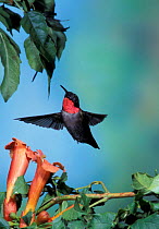 Ruby throated hummingbird male hovering {Archilochus colubris} USA