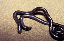 Brahminy blind snake {Ramphotyphlops braminus} Florida, USA
