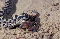 Southern hognose snake eating toad {Heterodon simus} USA Note toad puffed up in defense