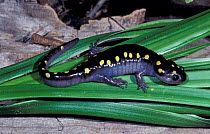 Spotted salamander {Ambystoma maculatum} Georgia, USA