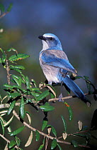 Scrub jay {Apelocoma coerulescens} Florida, USA. Threatened species