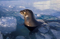 Bearded seal in melting pack ice {Erignathus barbatus} May Kongsfjord, Svalbard, Norway