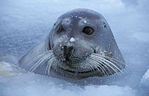 Bearded seal in melting pack ice {Erignathus barbatus} May Kongsfjord, Svalbard, Norway