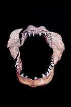 Jaws of Great white shark {Carcharodon carcharias}