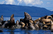 Steller sealions hauled out {Eumetopias jubata} Glacier Bay, Alaska