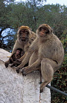 Barbary ape, family group {Macaca sylvanus} Gibraltar