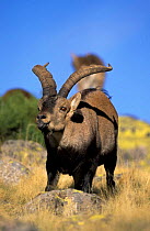 Spanish ibex male scenting air {Capra pyrenaica victoriae} Spai