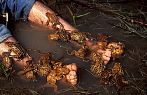 European common toad, males trying to mate with biologists feet {Bufo bufo} Hungary