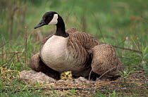Canada goose on nest with gosling {Branta canadensis} New York, USA