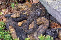 Timber rattlesnakes emerging from winter den {Crotalus horridus} Pennsylvania, USA